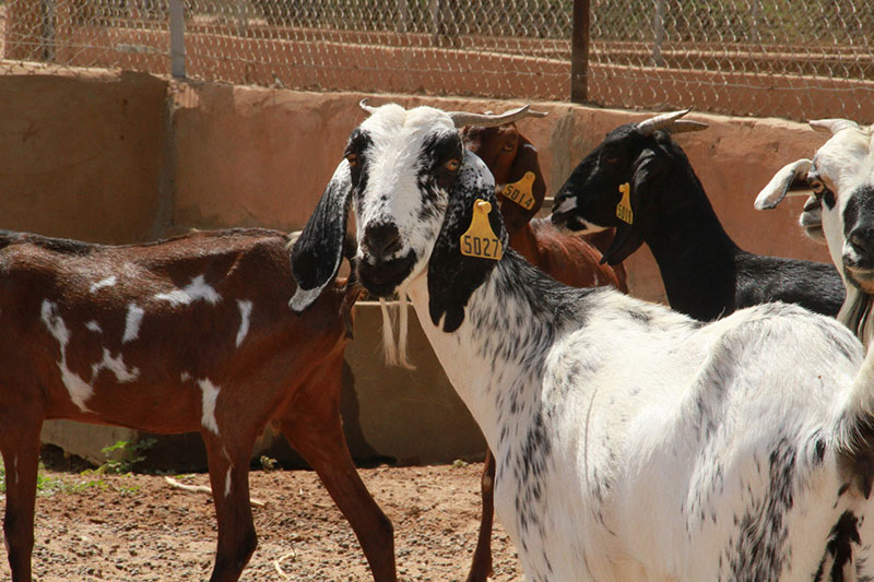 Le Business Florissant De La Chevre Et De La Pintade En Afrique De L Ouest West Africa Agricultural Productivity Program